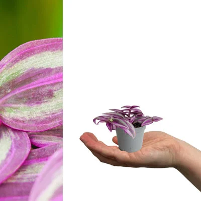 diy-4202606041822282755742